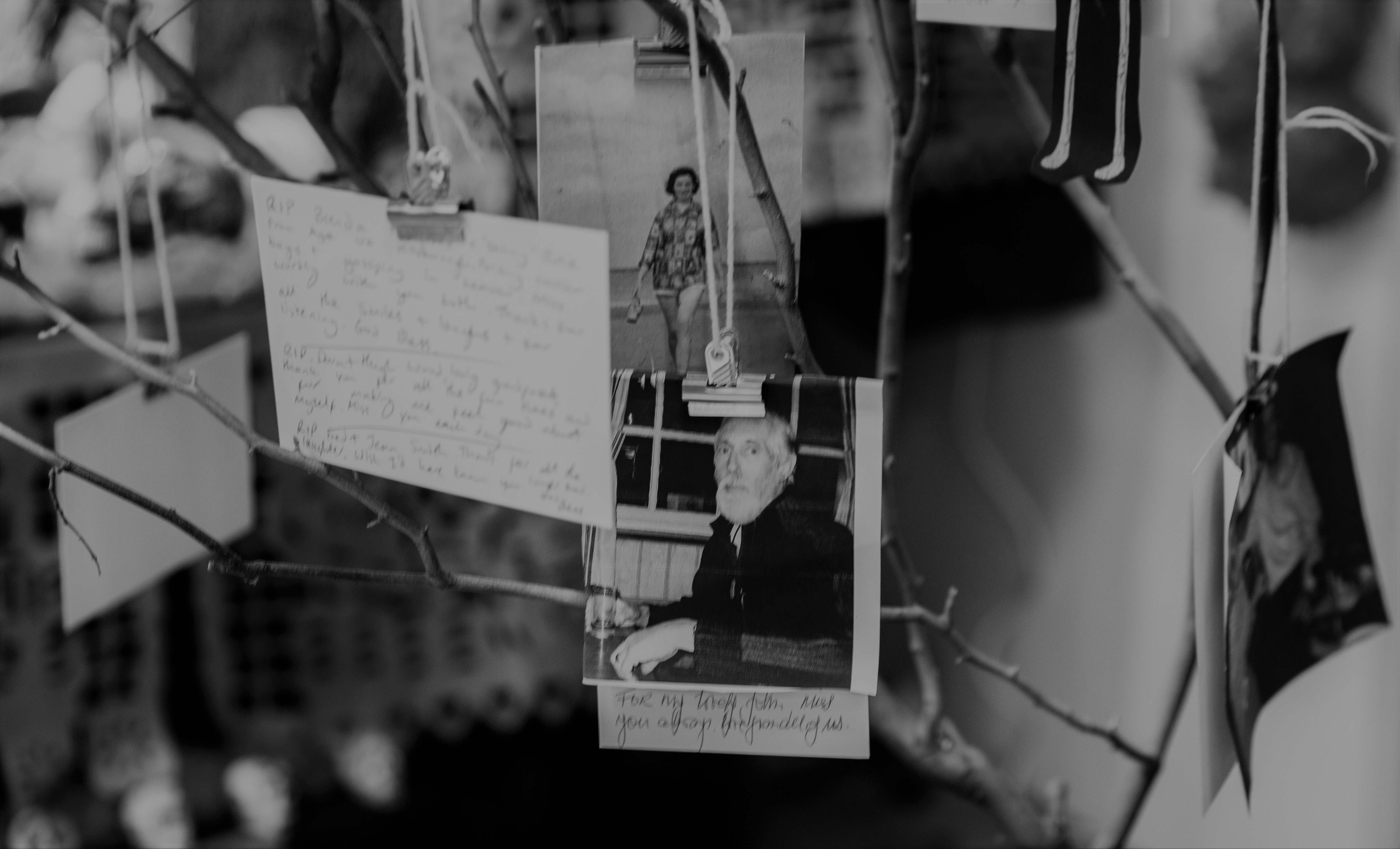 BS DOTD B&amp;w GEN SHOT OF MEMORIAL TREE